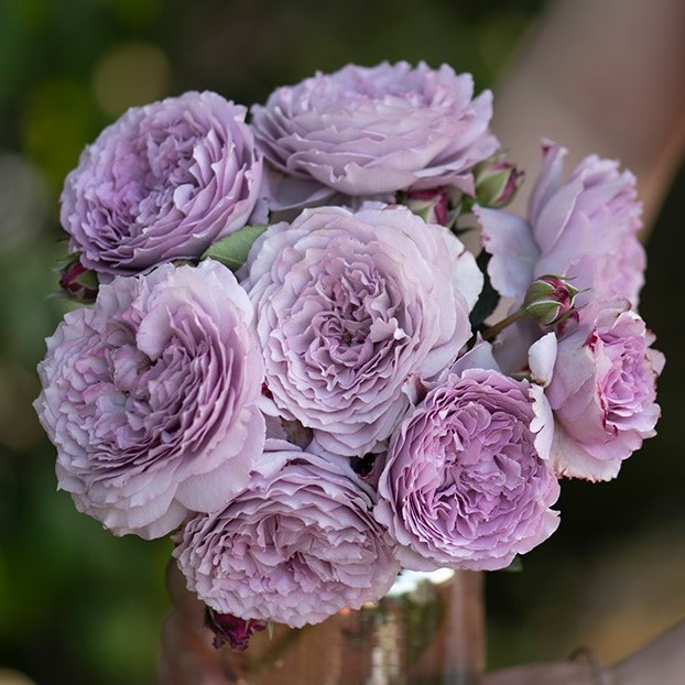 Роза флорибунда синяя